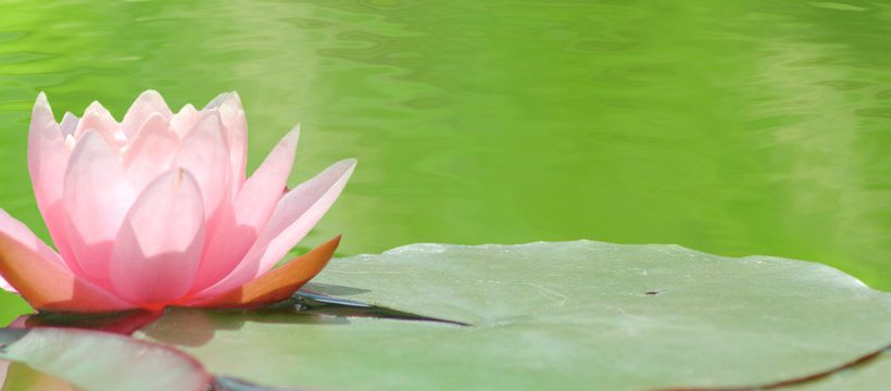 image of a lotus on the water on a green background